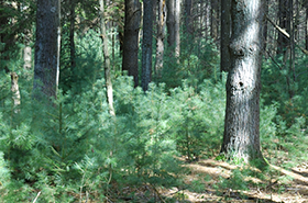 Biomass
